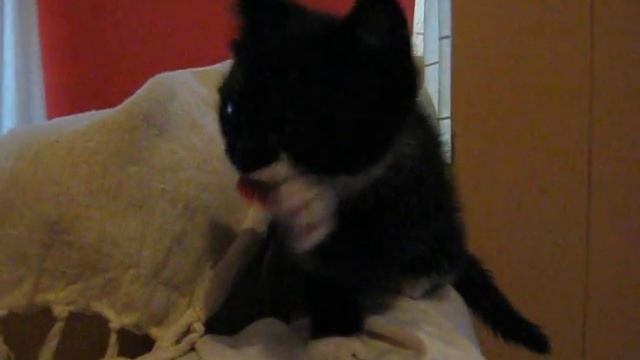 Puk wast zich na de maaltijd смотреть онлайн