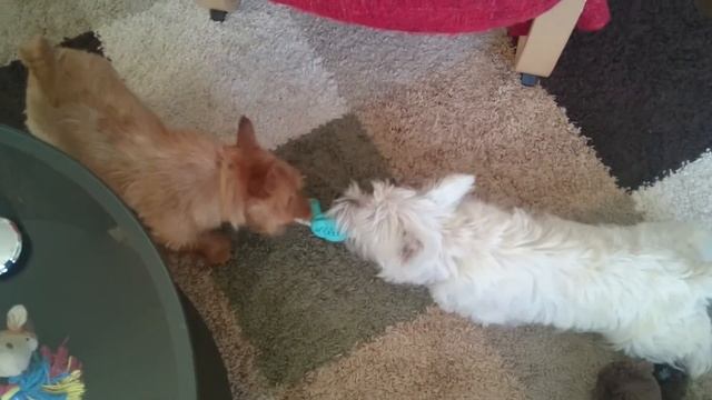 Norma & Zappa смотреть онлайн