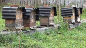 Сегодня на пасеке ч.2 (Архив)