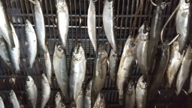 делайвсех вялим рыбку, или как килька превращается в салаку 🐟🐟🐟🐠🐠🐟 смотреть онлайн