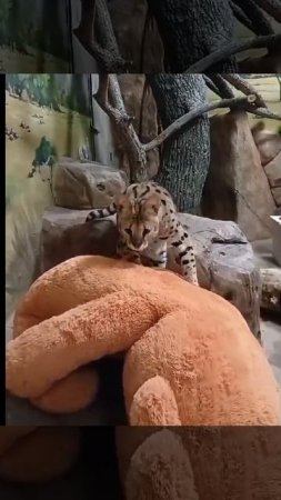 Сервал Шен