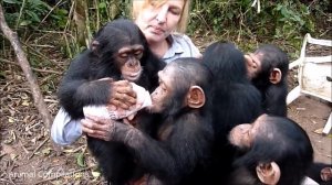 Cuddly Baby Chimpanzees - Cutest Compilation