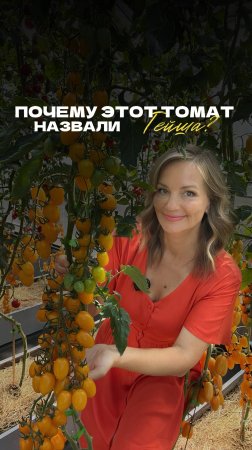 🍅 ТОМАТ ГЕЙША F1 – УТОНЧЕННОСТЬ В КАЖДОЙ ГРОЗДИ