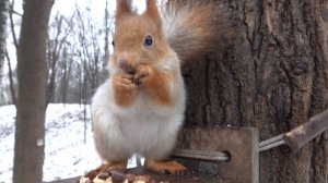 Покормил Белку-строителя