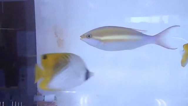 キツネウオ（2015/12/29） смотреть онлайн