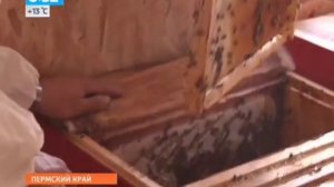 Утро России! Самую медоносную породу пчел возродили с помощью медицины