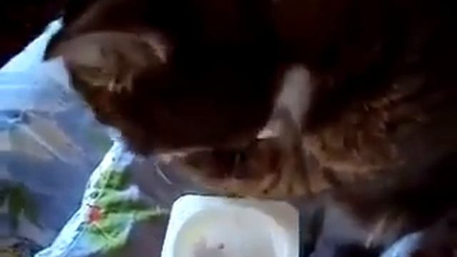 Марсик- умный кот.AVI смотреть онлайн