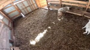 Выживать в деревне или жить в городе ! Что выберешь ты ? ХУТОР В ЛЕСУ №613