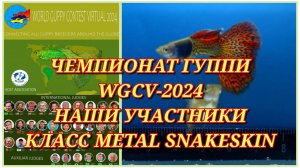 ВСЕМИРНАЯ ВЫСТАВКА ГУППИ WGCV-2024/Наши гуппи RED METAL SNAKESKIN в классе 25. METAL SNAKESKIN - SOL