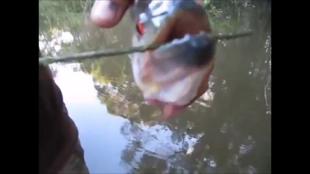 Piranha Bite Force смотреть онлайн