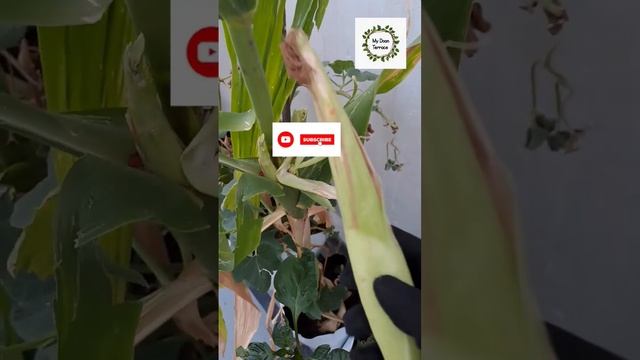 Part-3 🌽 Corn harvesting That crackling sound!👌😌 #shorts #youtubeshorts #cornharvest