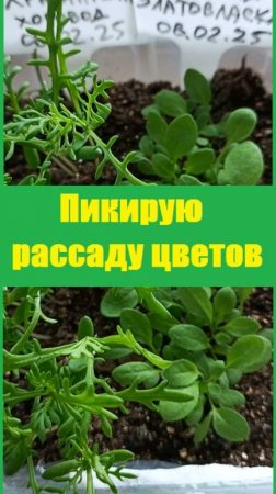 Пикирую хризантемы, рудбекию и виолу на растущей луне!