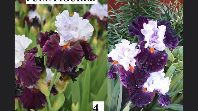 Набор  ирисов за 1000. #ирис #цветы #flowers #beautiful #iris  #клумба #plants #miracle #nature смотреть онлайн