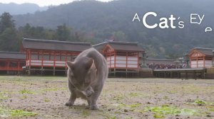 HIROSHIMA - Cats eye