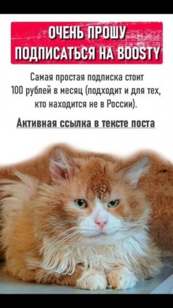 Сегодня можно помочь котикам, спасённым с дач. Вся информация в закреплённом комментарии #cat