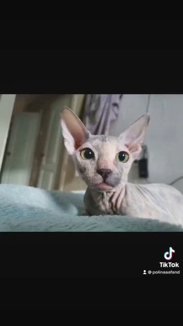 Самая милая Феня!!! Лайк!!! Как вам порода сфинкс? смотреть онлайн