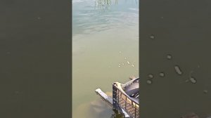 Карп зеркальный кушает.