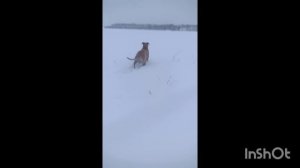 Джесси