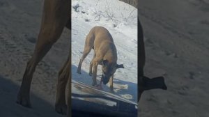 Во взгляде страх и ужас, на мордочке рана