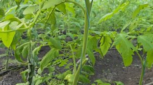 Томат Пинк Айди на 25 февраля 2025 года. Что даём до налива плодов. жирование томата.