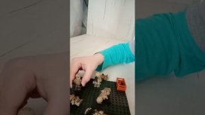 VID_20250303_131701.mp4