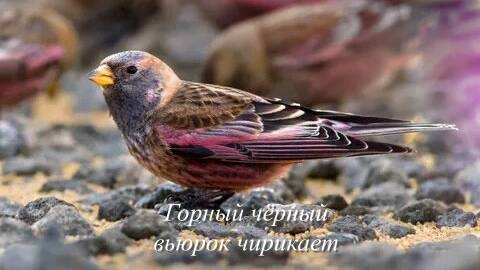 Звук