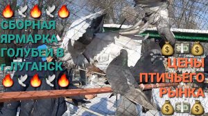 💰🔥💰 Сборная ярмарка голубей в г.Луганск. Цены на голубей на птичьем рынке. Pigeons Fair.