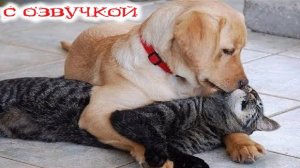 Приколы с котами! С ОЗВУЧКОЙ!!! Смешные коты! Самые смешные животные! РЖАКА!!