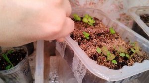Ездили в ОБИ. Что купили 🛍️. Как поживают растишки на стеллаже🌱