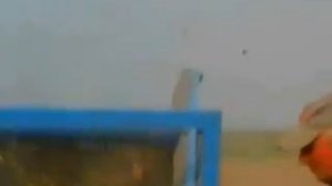 Подборщик лука ПЛ 1,4 wmv