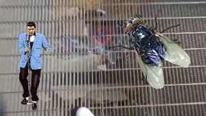 Надежде посвящается. Песня про муху.