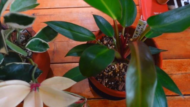 【観葉植物】冬の水やり方法/枯らさないたった3つのポイント(グリバイ ver.)