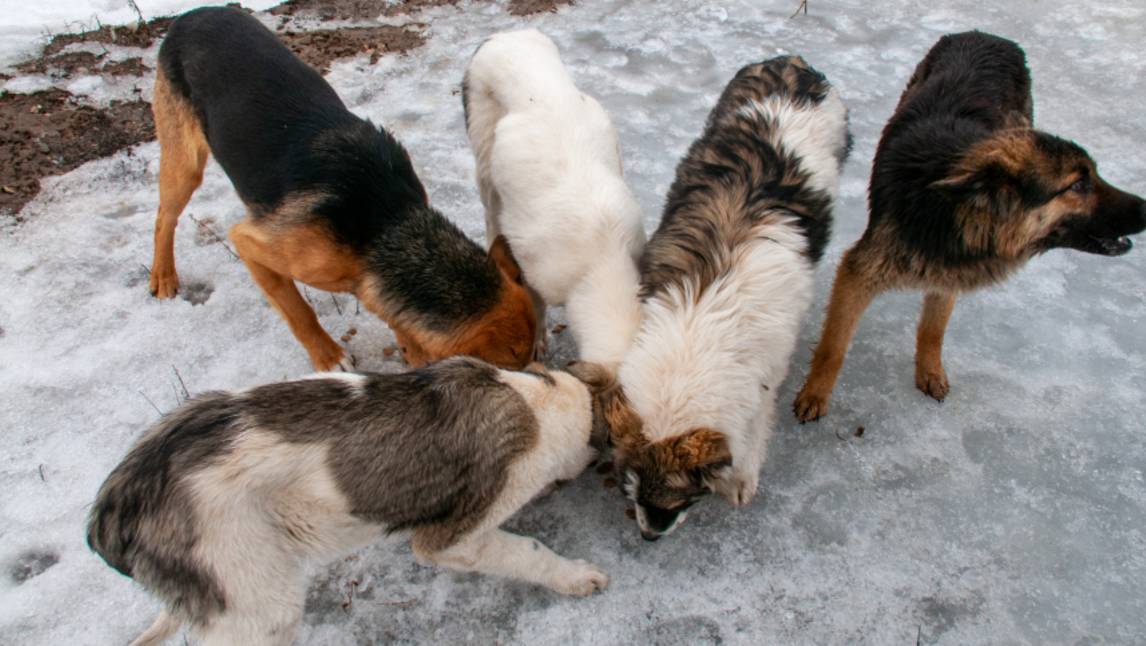 Собаки-убийцы: в России участились случаи нападений на людей смотреть онлайн