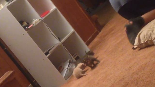 Kitten cuteness