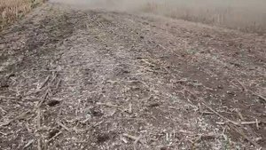 Измельчение стерни подсолнечника косилкой SEPPI S9 multipla