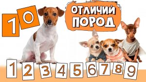 Джек рассел терьер и чихуахуа: сходства и различия пород