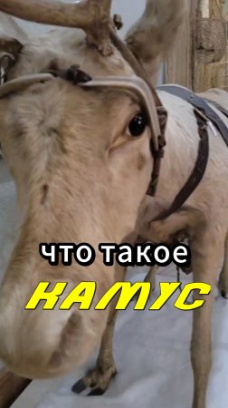 Что такое камус?