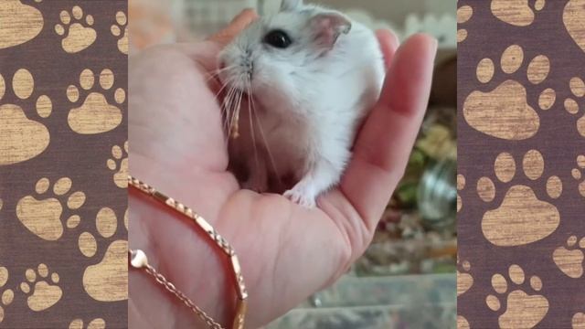 НАША НЮША ХОМЯЧОК ДЖУНГАРИК! СМЕШНОЕ ВИДЕО ПРО ХОМЯЧКОВ ДЖУНГАРИКОВ!