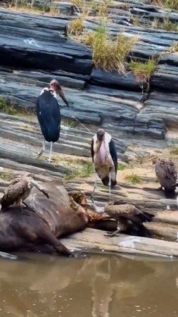 2 Lesser-known Scavengers Besides Hyenas: The Marabou Stork & Binturong