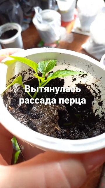 Исправляем ситуациюЗаглубляем перец