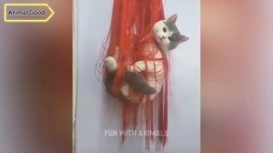 Самые смешные животные 😂 Приколы с котами и собаками 2025 😺🐶 Часть 18