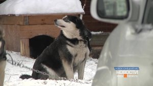 «Мы не живодёры, но придётся усыплять...»