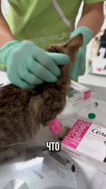 Начали обработки и лечение котятам из коробки #подкидыши #котята #котики #спасаемжизни #врек #приют смотреть онлайн