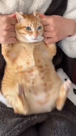 Танец Кота 🤣 Живём с Юмором 😜