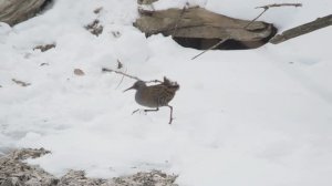 Заметки кавказского натуралиста 3.03.25 Ессентуки