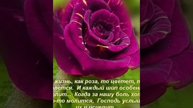 Всем доброе утро / МИРНОГО НЕБА смотреть онлайн