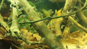 Uaru Amphiacanthoides fry day 14