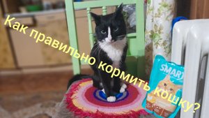 Как правильно кормить кошку?