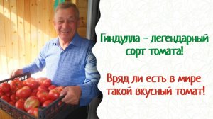 Сорт томата Гиндулла — чемпион по вкусу и Еда +800% пользы!