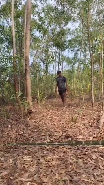 Snake And Wolf Fox Run #viral #snake #fox смотреть онлайн